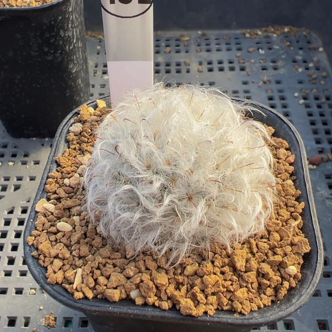 451实生根泰系白云高砂多肉植物带盆土