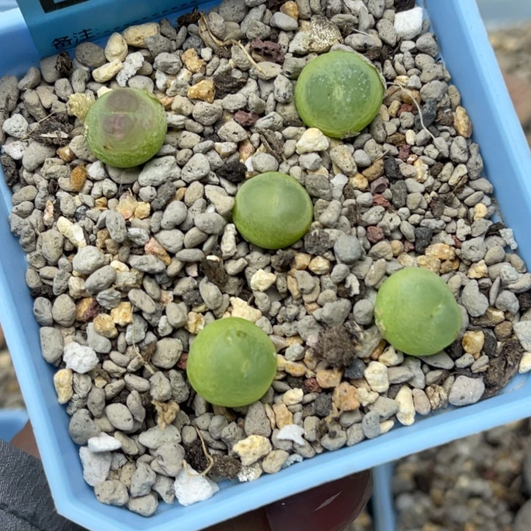 1215拉登五颗。