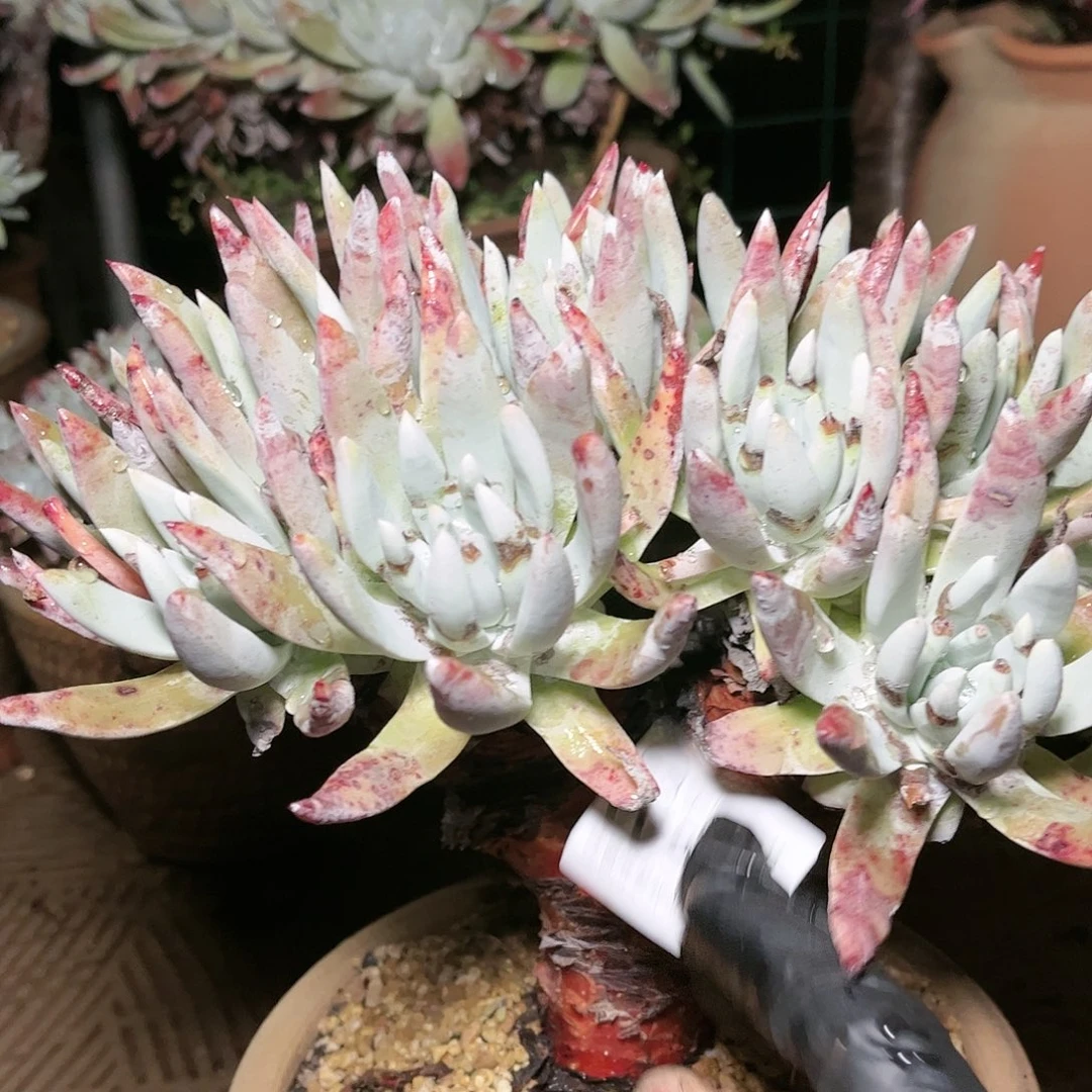 9567文森特仙女杯多肉