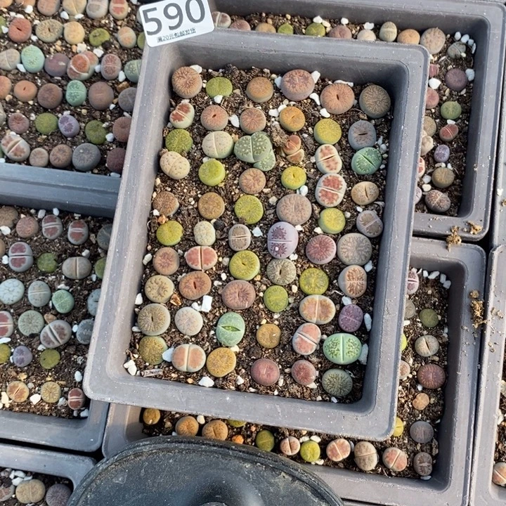 琳****生石花等植物的生长590