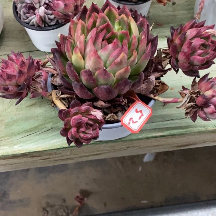 七*一物一拍红腊东云52