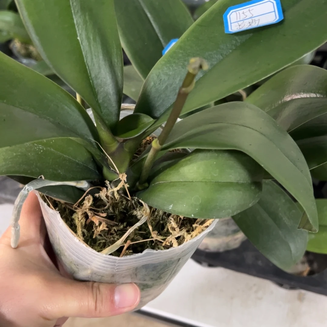 铁***妈完全开放1155拉斯维加斯