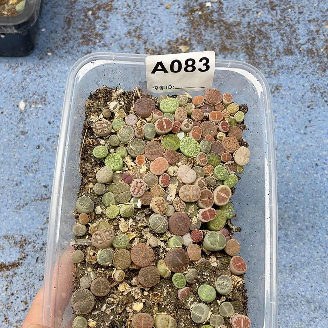 彩色切糕 不大083