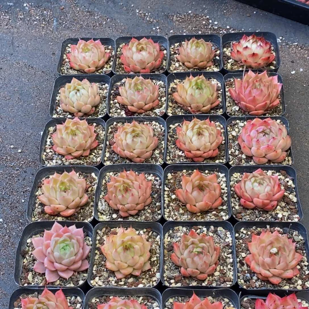 578的人都是这样吗。