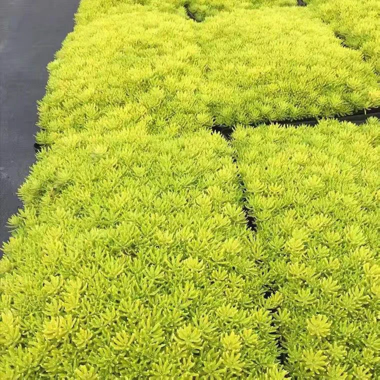 黄金佛甲草地被植物可四季观叶盆栽庭院假山绿化屋顶隔热耐热耐寒