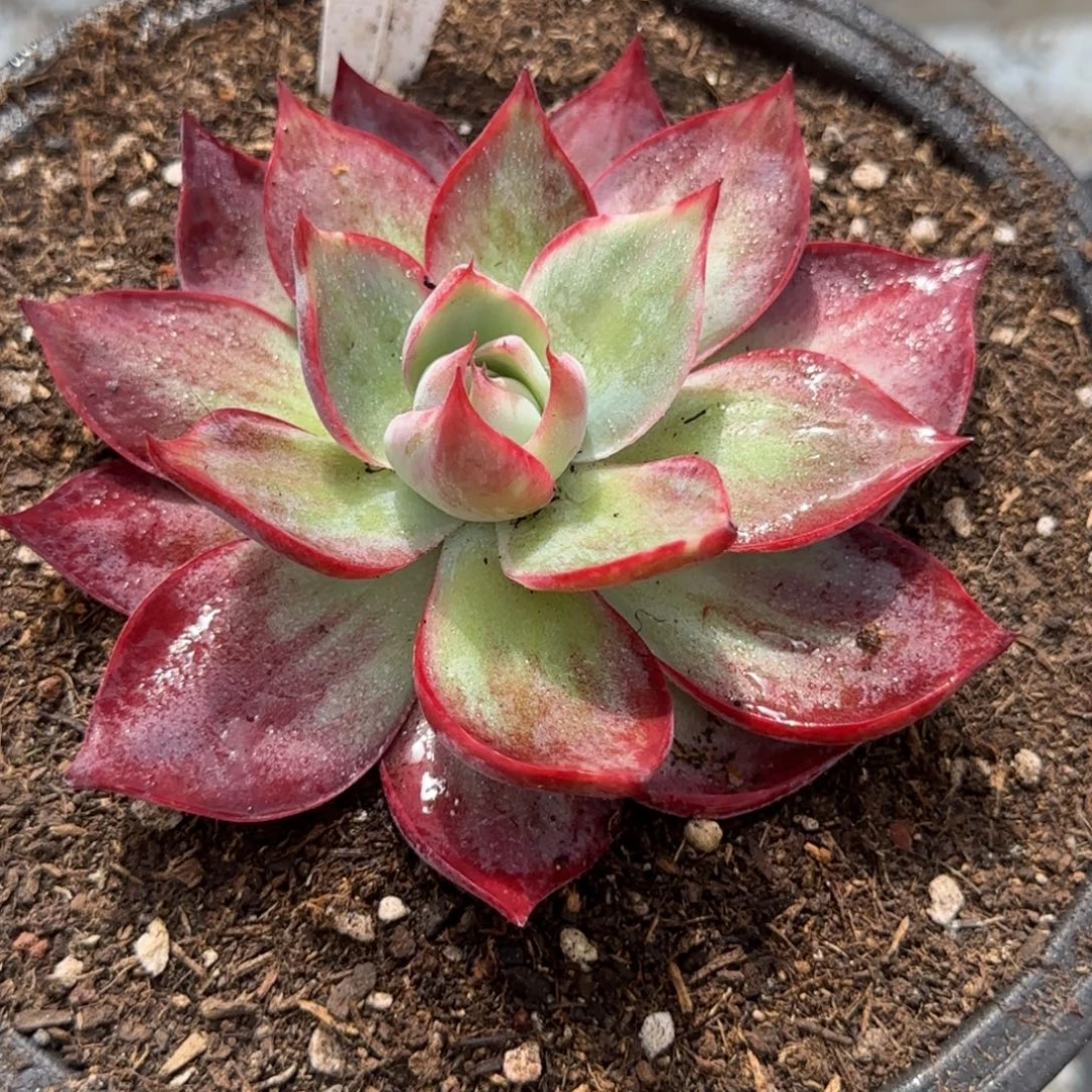 惊鸿一物一拍包装收缩花旱115