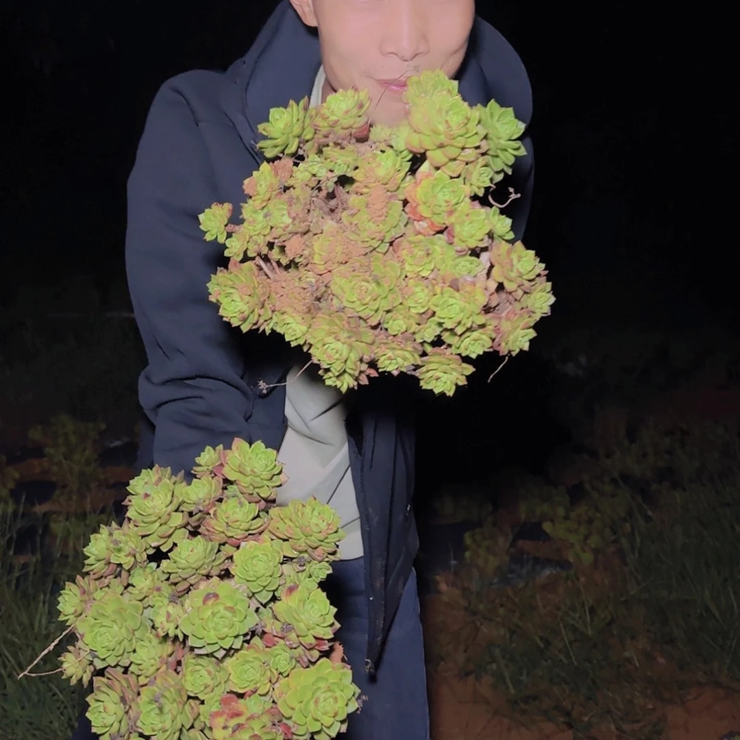 地栽火焰玫瑰蒂亚多肉2棵