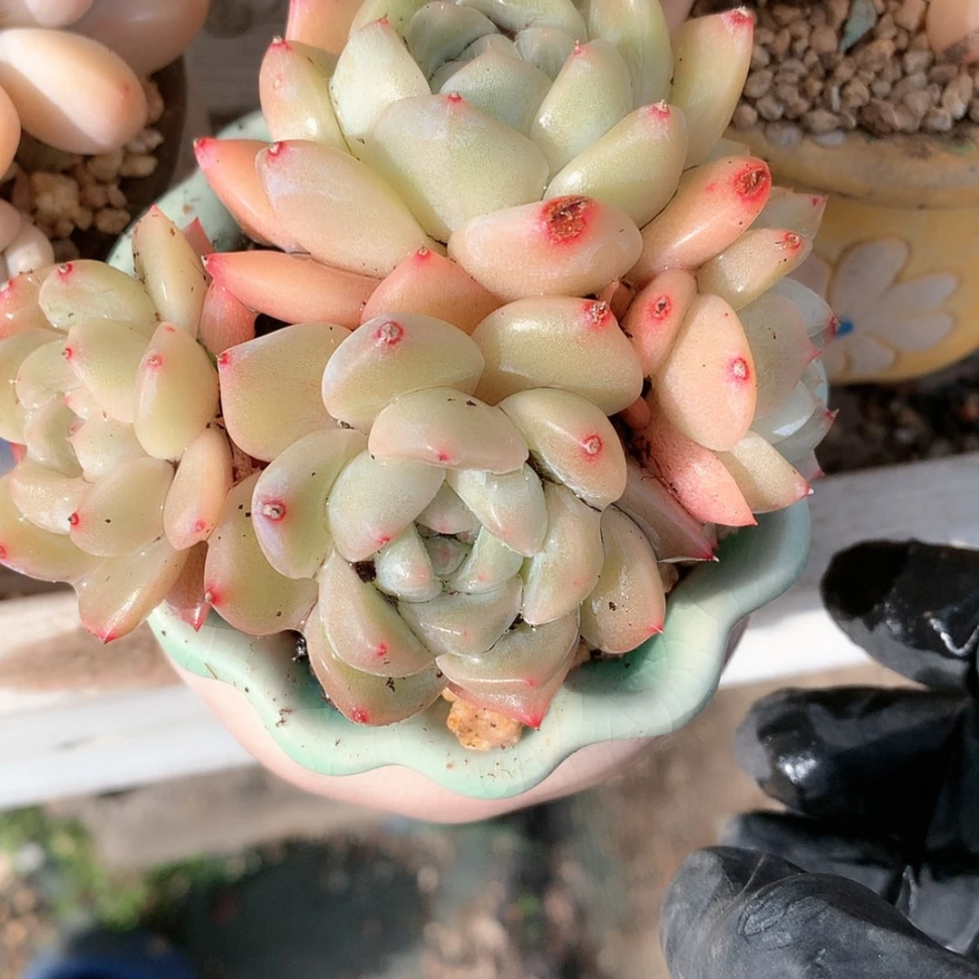 【闪购商品】彩****ɞ彩虹糖