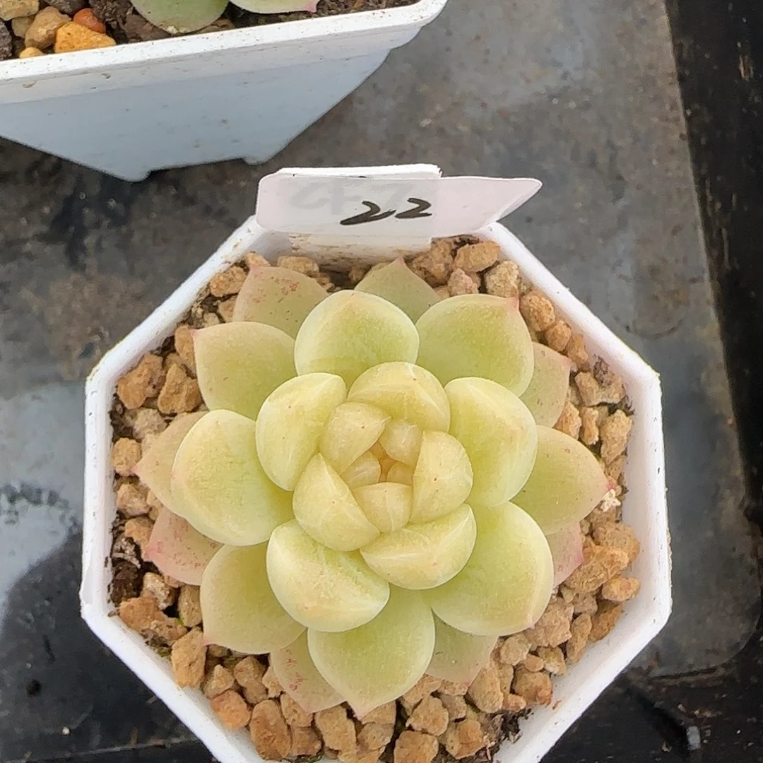 22开播福利财富密码CF7