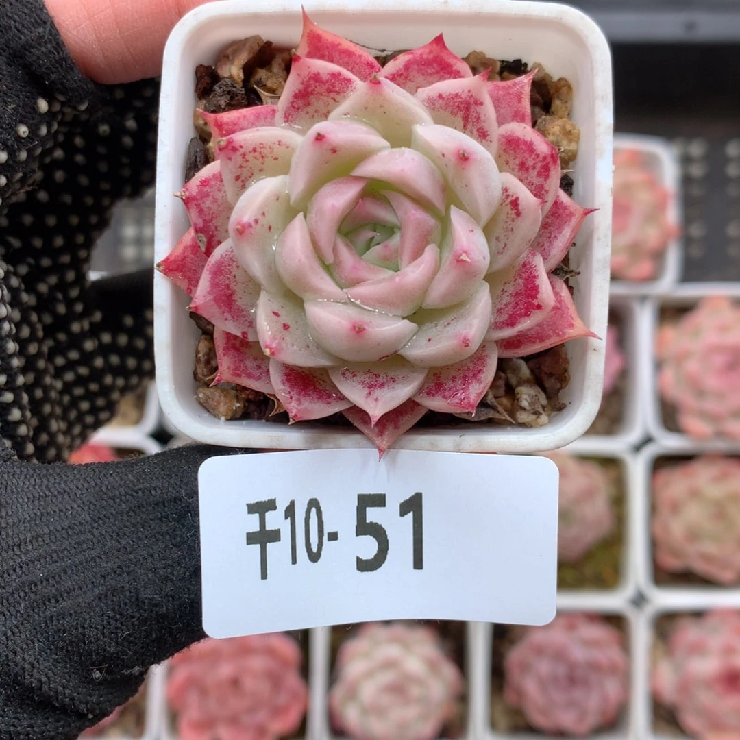 千山雪10-51 美tong