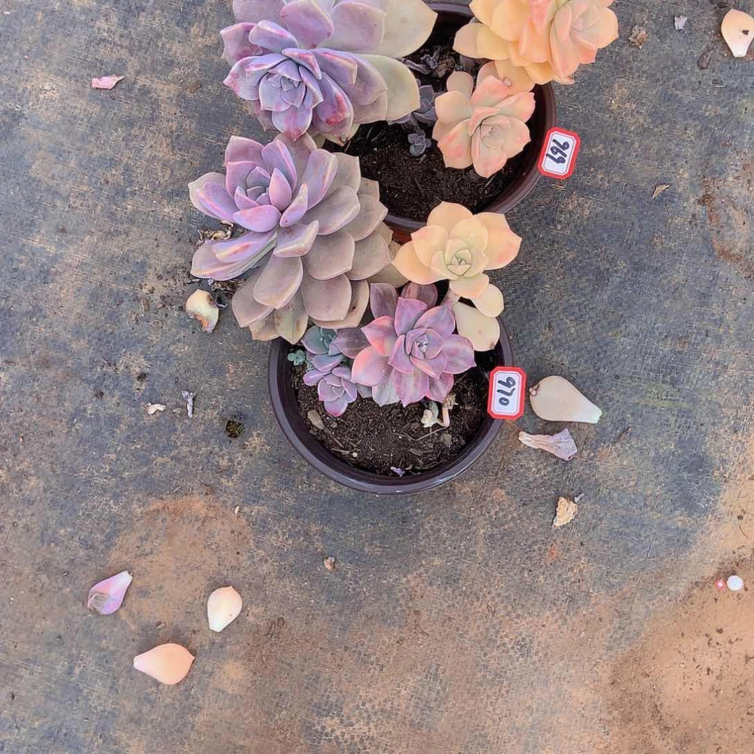 肖*老三多肉一物一拍家里969967紫乐锦两颗