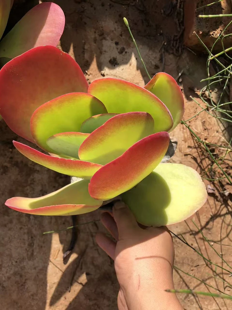 10月25日101-200云南大全多肉一物一拍直播满18包邮