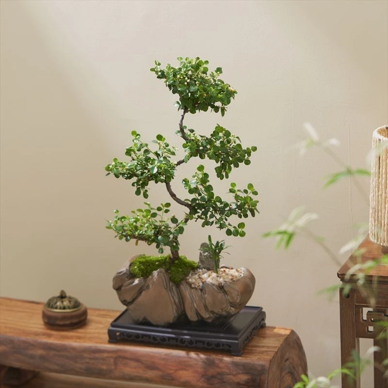 珍珠梅盆景花卉珍珠梅平枝栒子盆栽花带花盆景植物易活带花发货