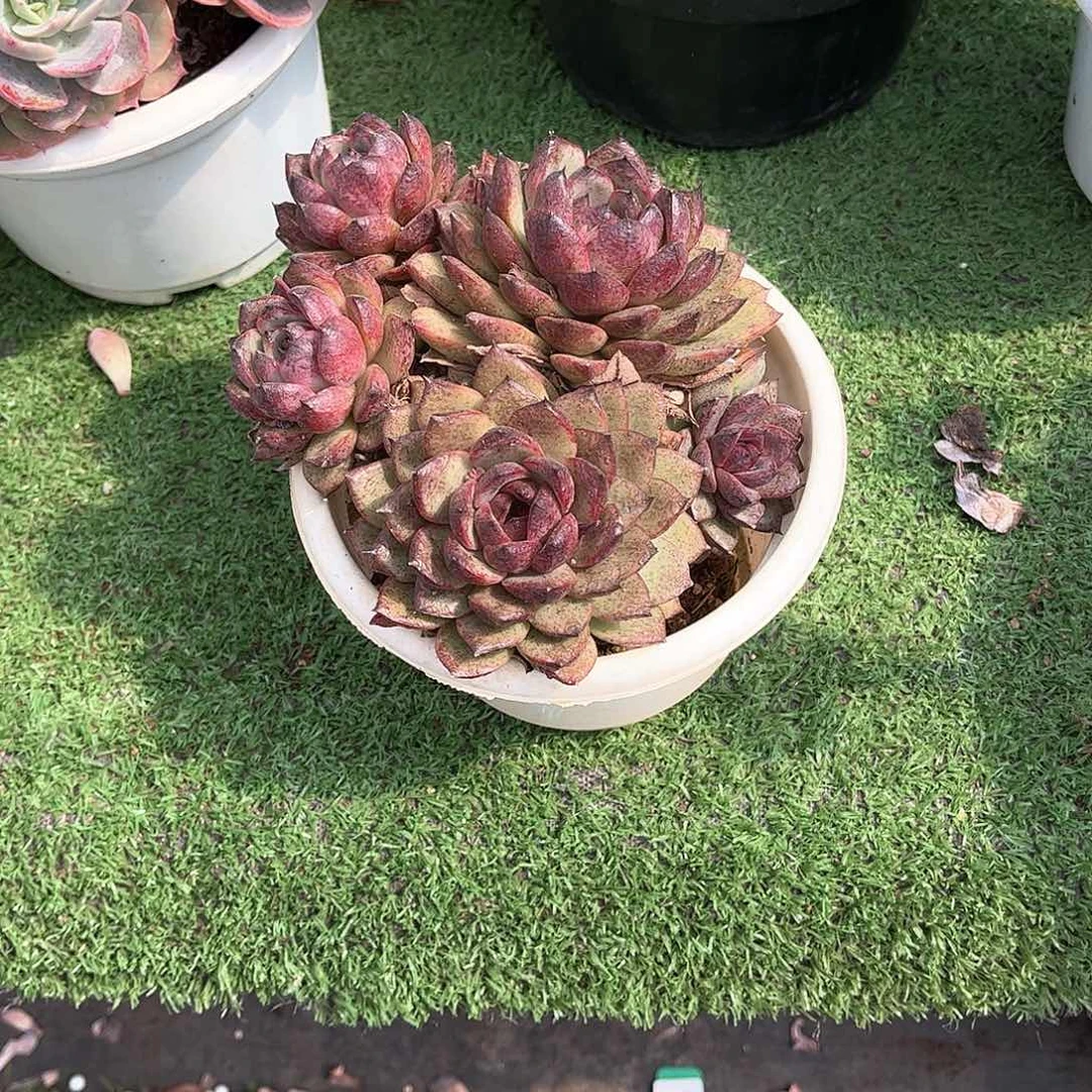 乔*板黑水晶玫瑰多肉植物67