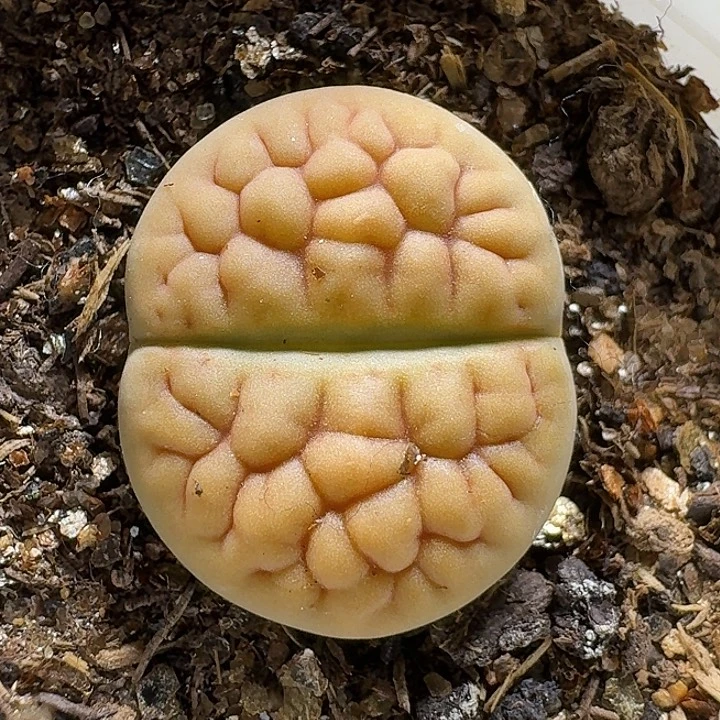 生石花111221。   159