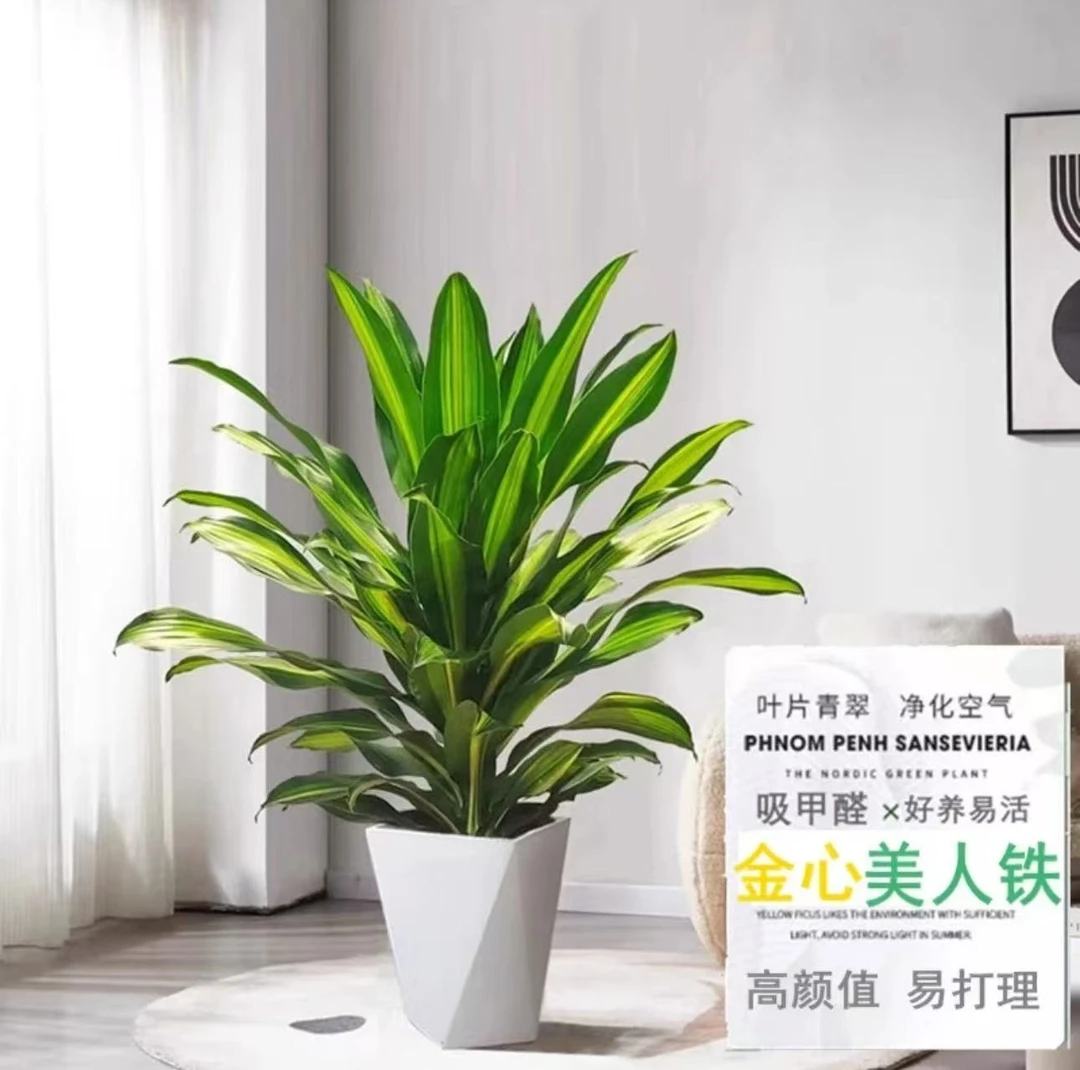 金心百合竹铁盆栽室内室外好养绿植耐寒吸甲醛净化空气