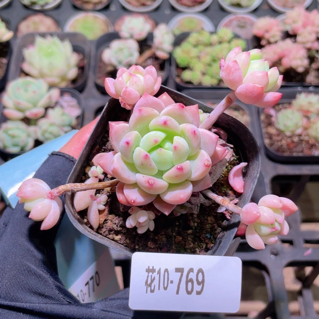 花利美10-769洛丽塔