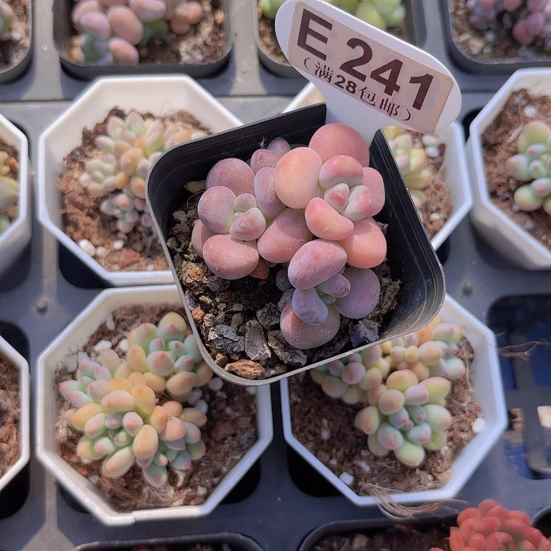 E241洛神一物一拍