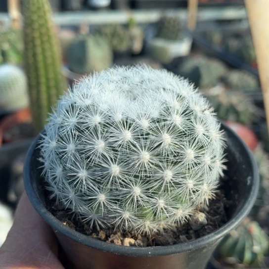 完全开放多肉植物满月