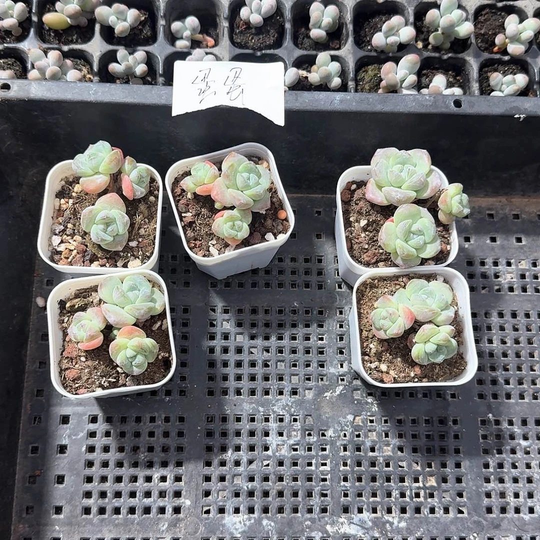 蛋蛋一物一拍专拍