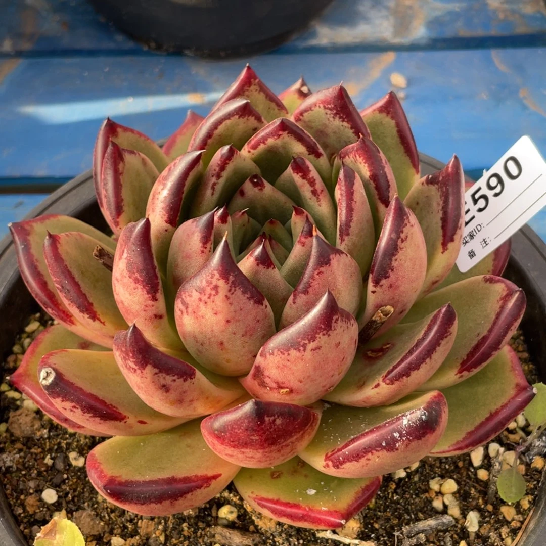 无花朵若如东云单拍E590