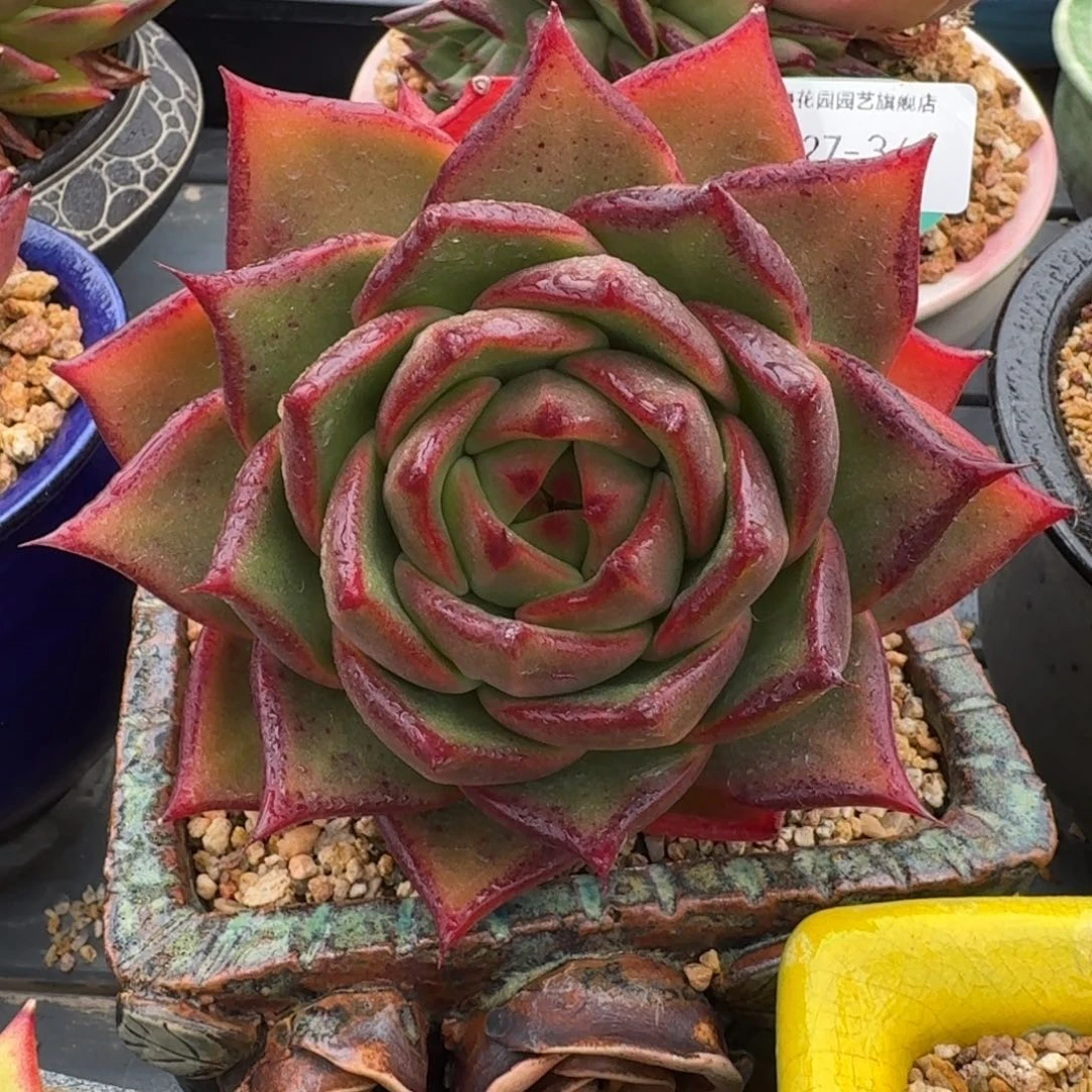 从前慢多肉精选编号1227.34