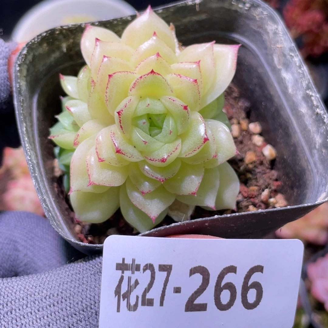 花利美27-266麦秆群