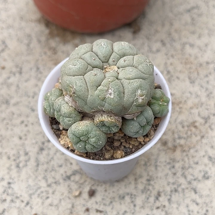 日系银鱼群生一物一拍
