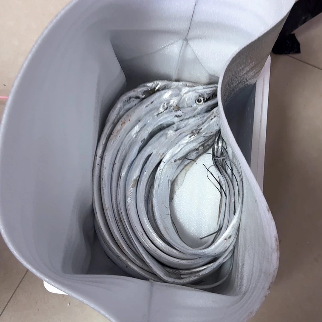 中国大陆渤海湾野生刀鱼刚刚回船