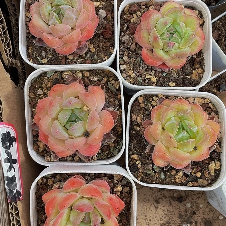 果冻橙带盆土发货