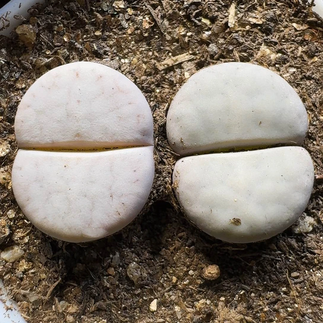 生石花21111。 218