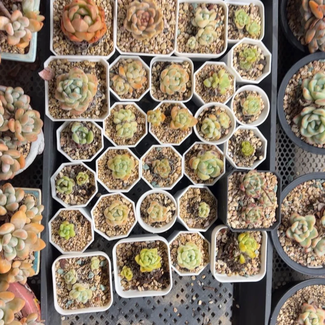 瑶****猫打包溏心小可爱32颗-大脸猫