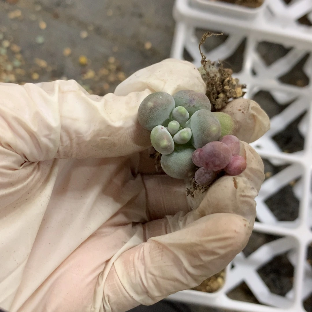 下***天哈狗和高后给哈狗和咖啡猫