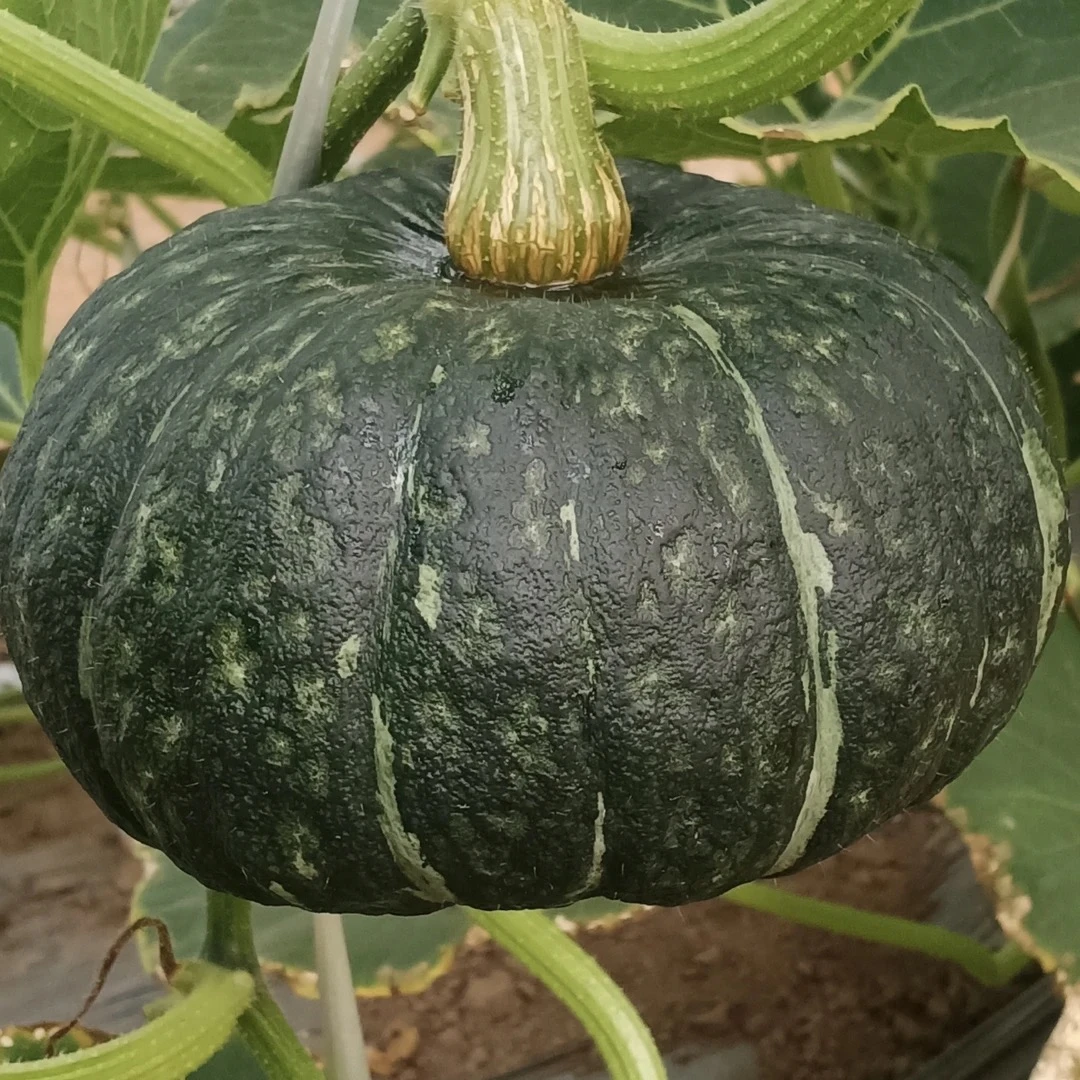 【弘茂农场】（顺丰包邮到家）蟹黄南瓜