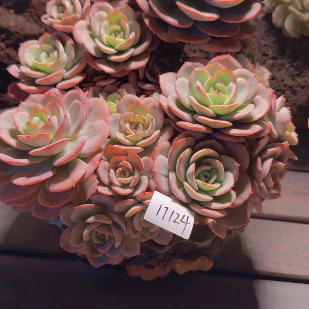 风***17124瑶池仙子多肉植物