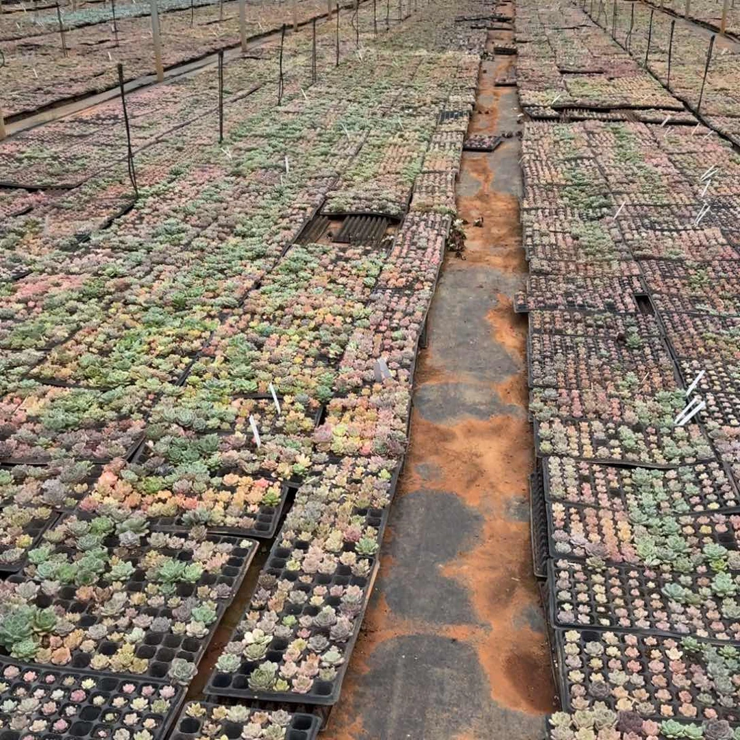 至尊宝一颗量拍发货22-51