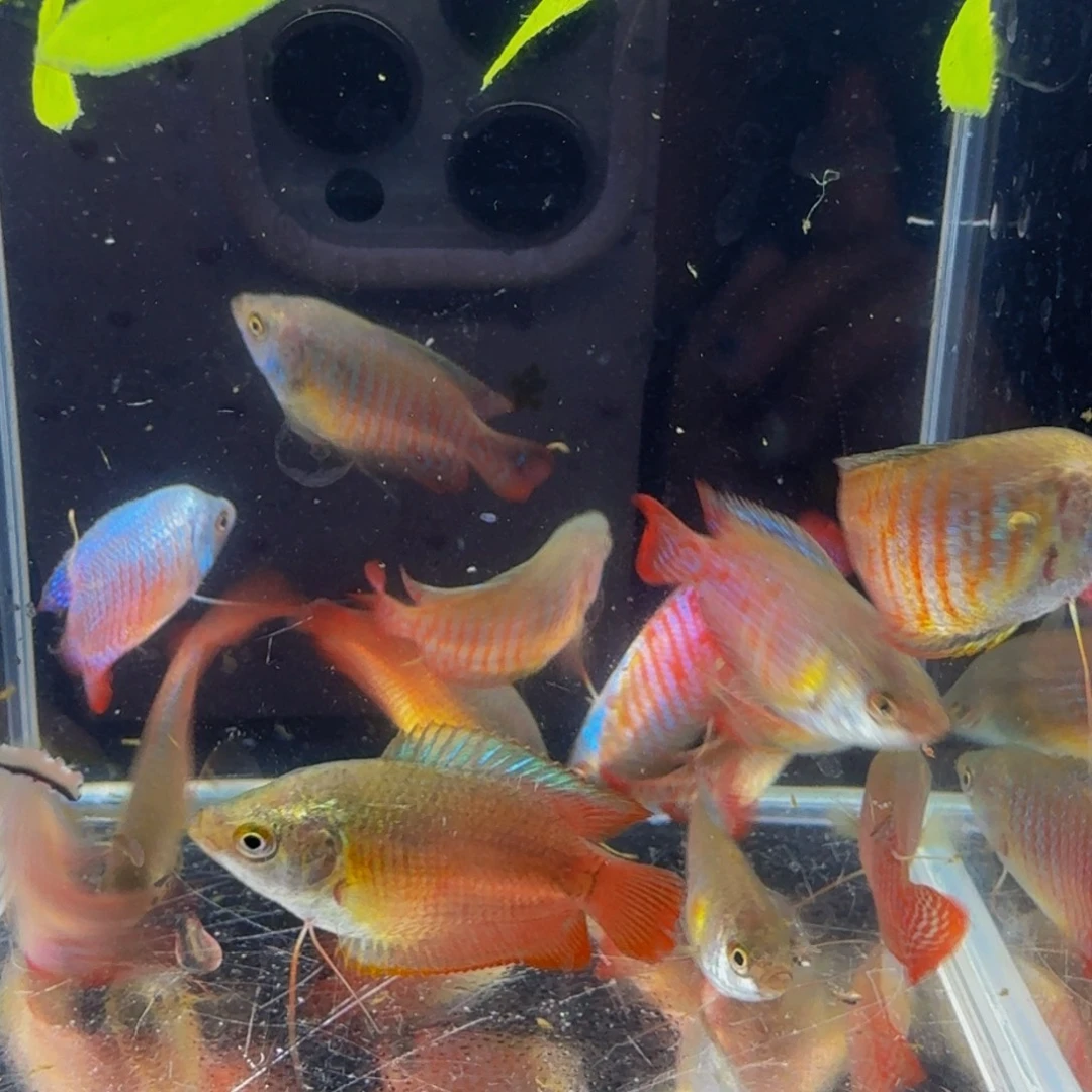孔雀鱼丽丽鱼2条装