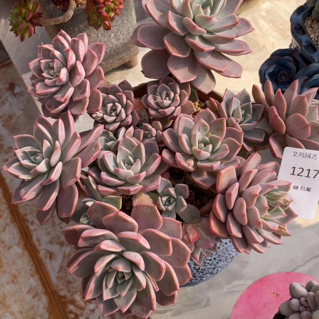 红粉佳人群生无砍多肉