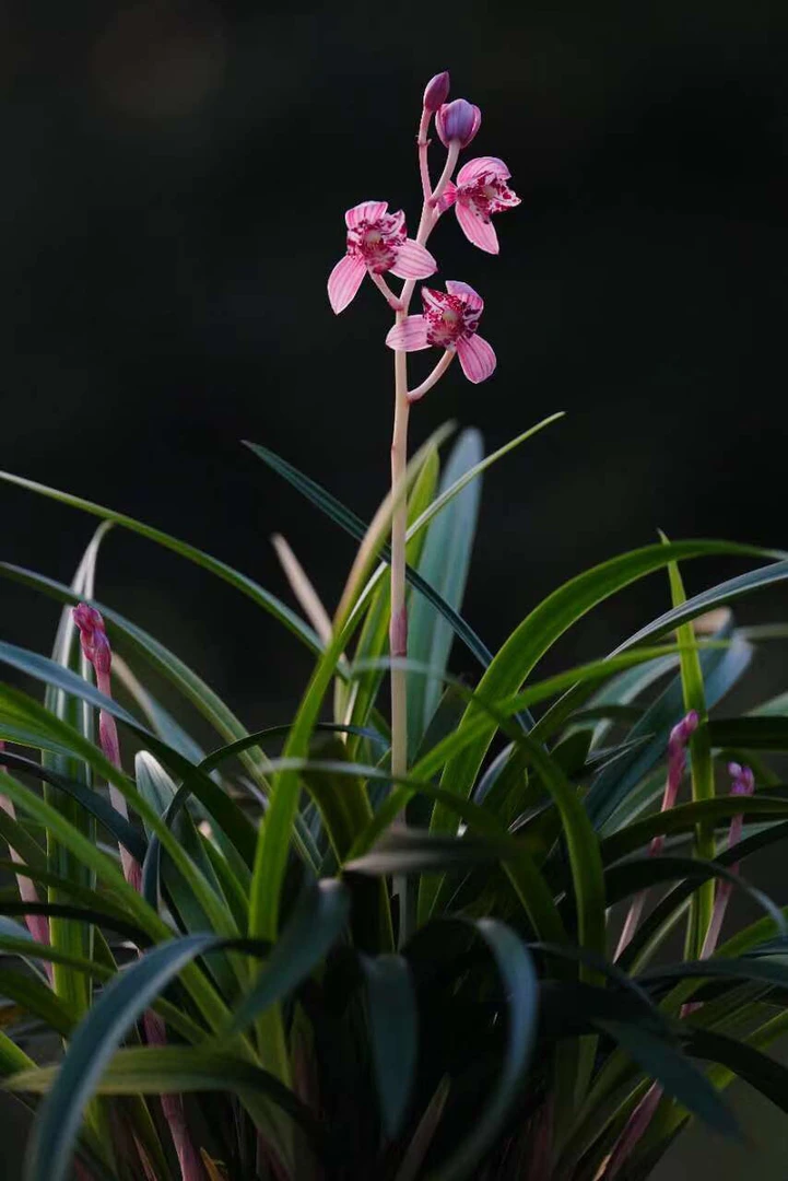 精选名品兰花苗（直播一棵一选，一棵一价，非标准定价）春建寒兰