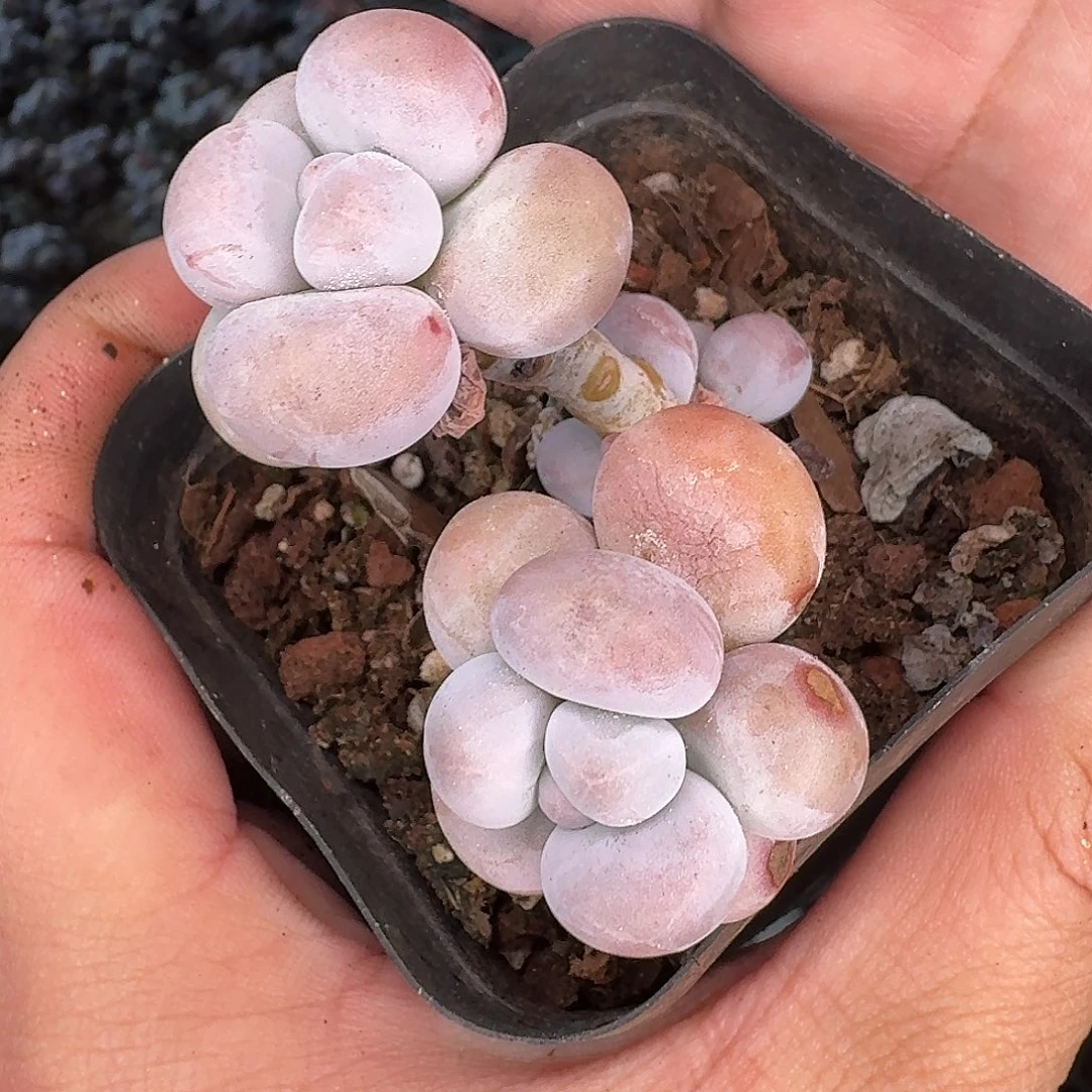 从前慢花园多肉编号-小双头奶酪