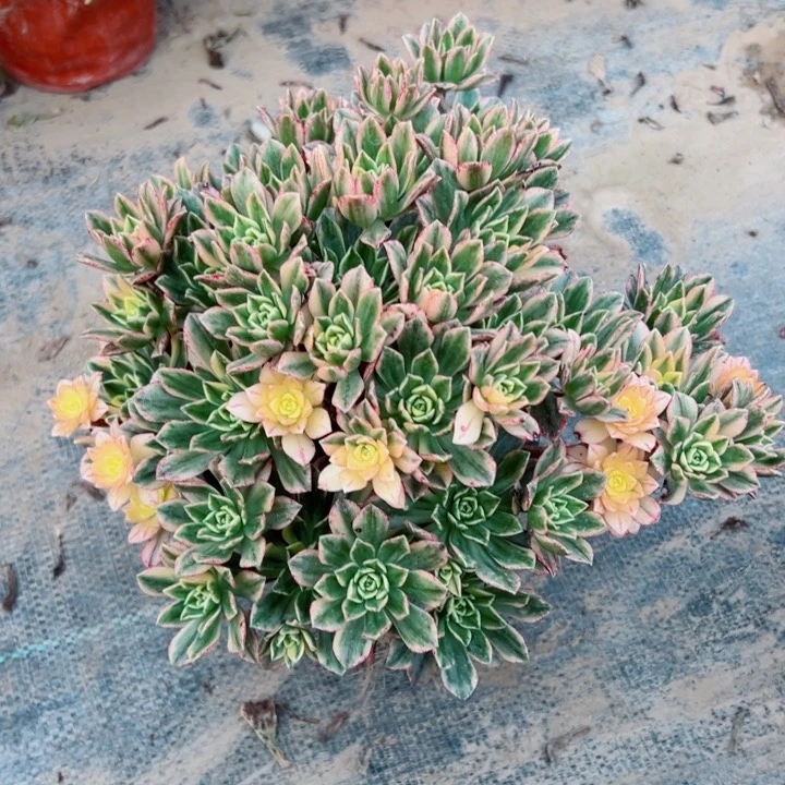 330甜茶多肉多肉多