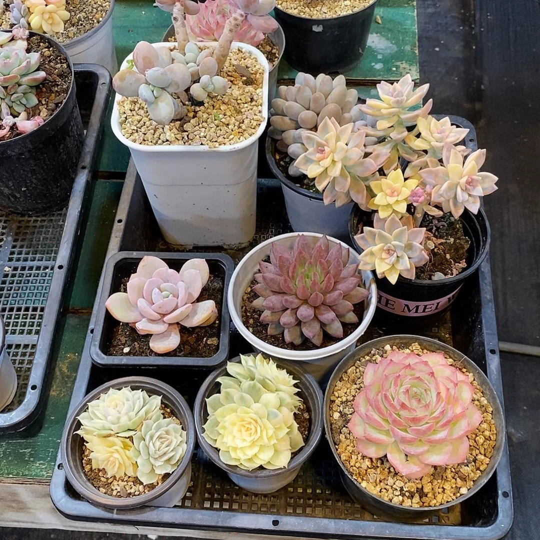 筐拍8个肉肉，筐拍无售后，494949