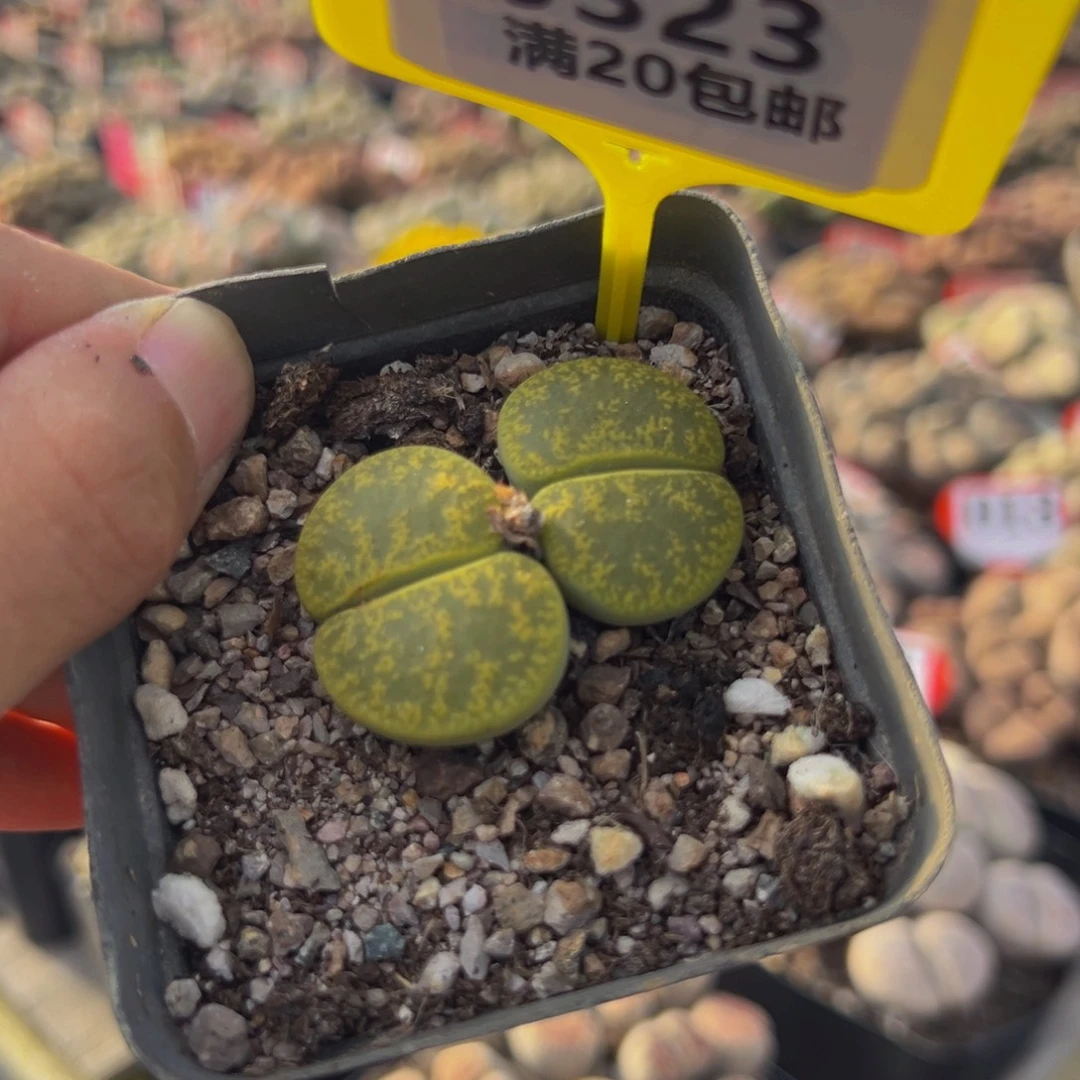 323 生石花大群生大群生