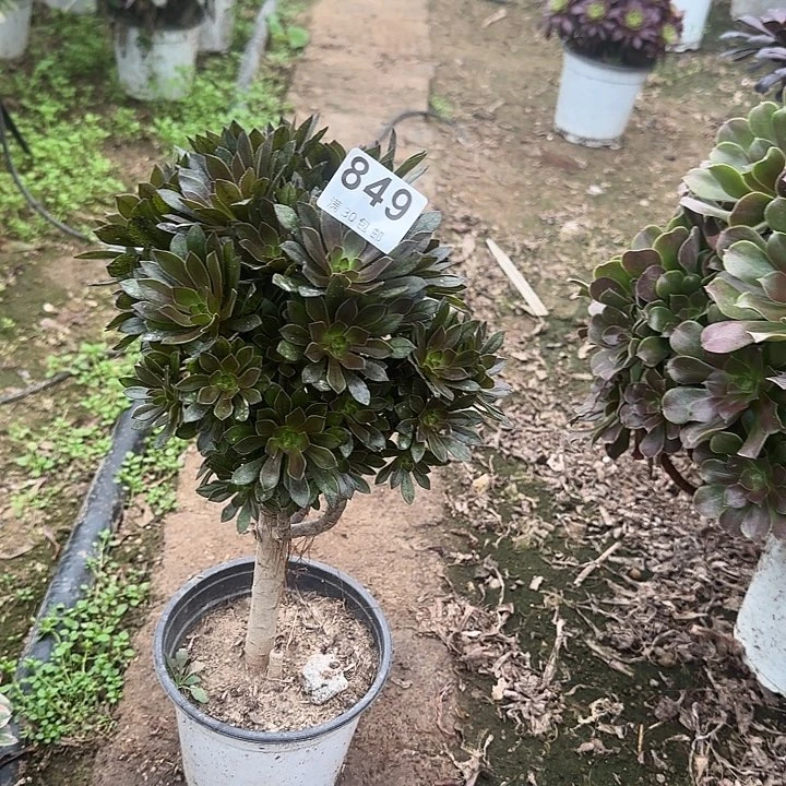 849。