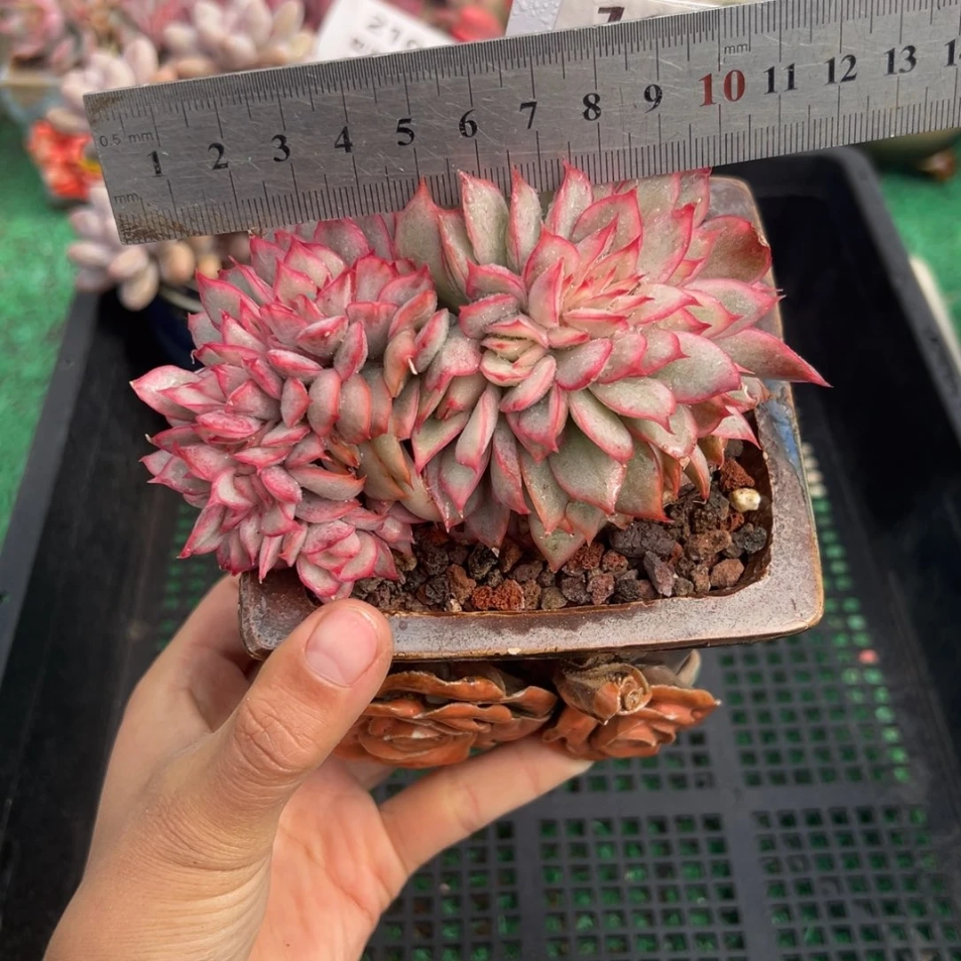 表妹精品多肉植物163.