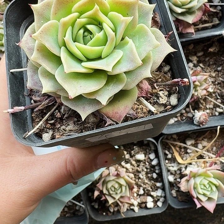 沐**芊多肉植物满20包邮