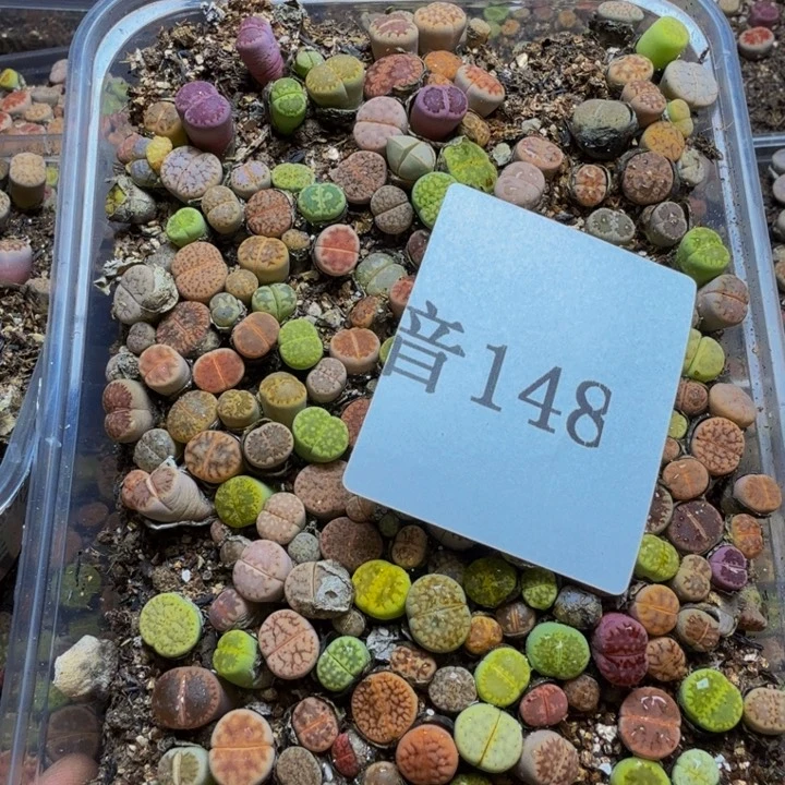 小*菜多肉葡萄的季节性好148