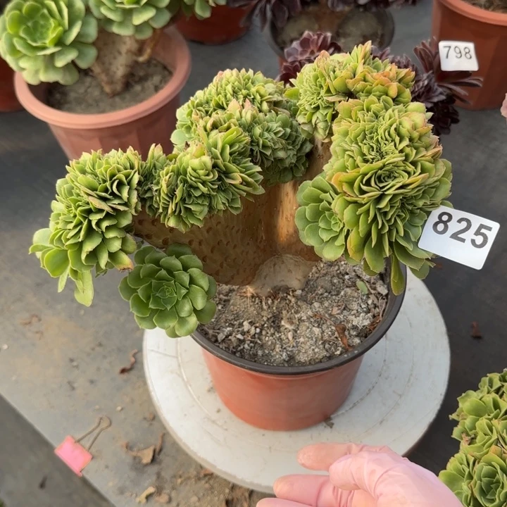 *****多肉植物绿羊绒缀825
