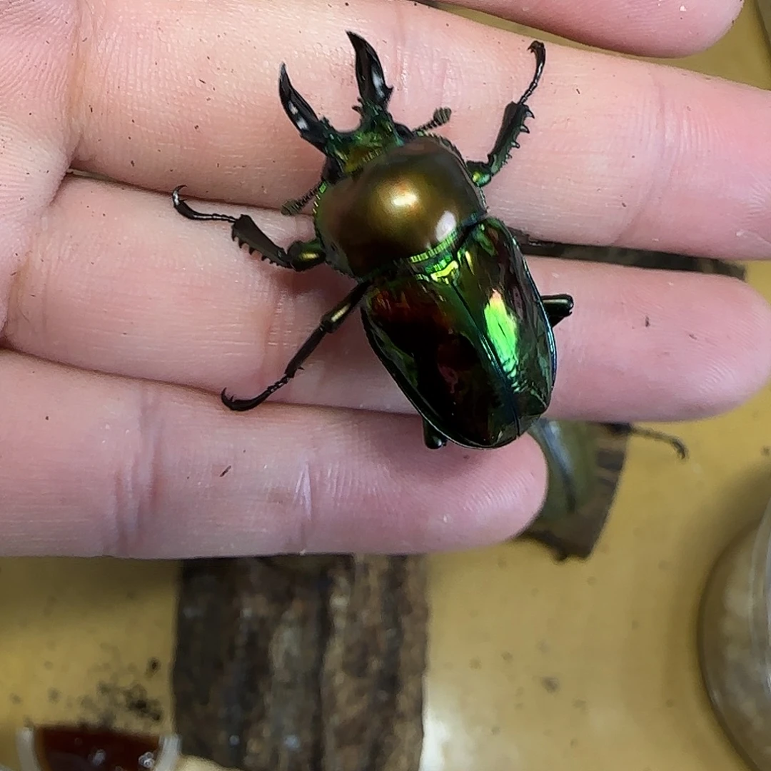 光胸彩虹顺丰包邮