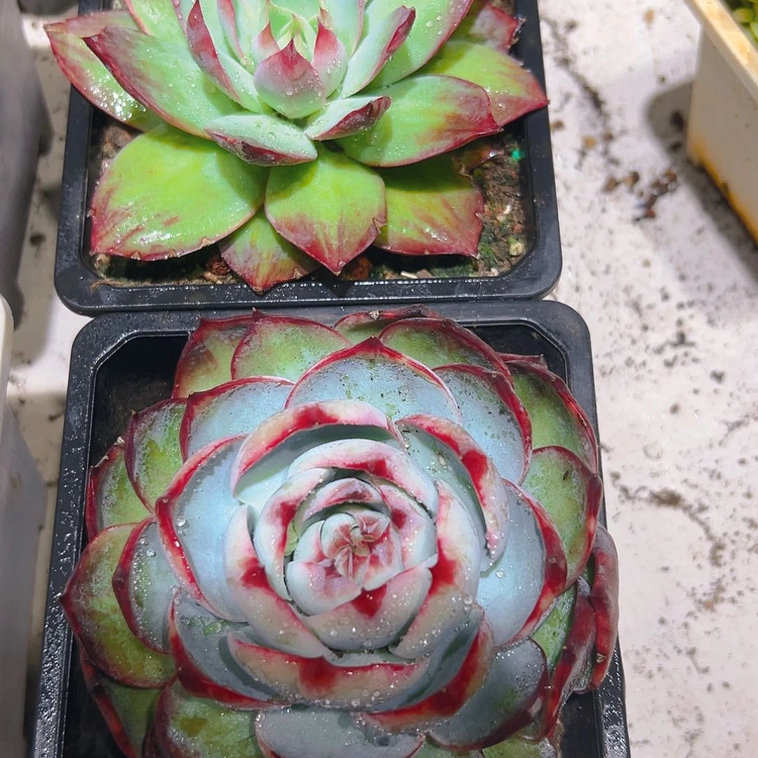 仔***哥惊红多肉34689009874